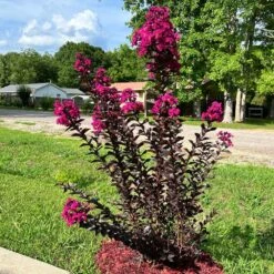 Black Diamond® Crape Myrtle - Mystic Magenta™ 9 Black Diamond® Crape Myrtle - Mystic Magenta™ -Nature Grove Shop Black Diamon Magestic magenta Crape Myrtle31