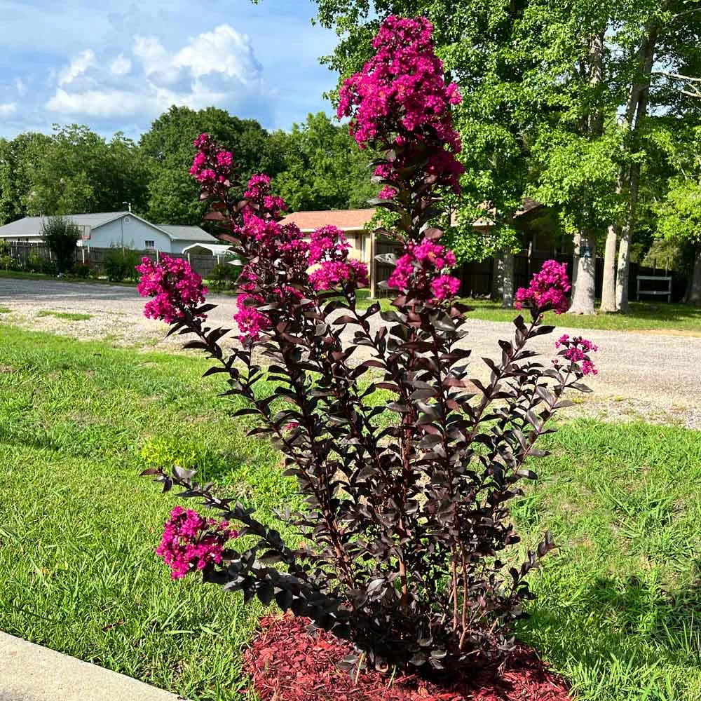 Black Diamond® Crape Myrtle - Mystic Magenta™ 6 Black Diamond® Crape Myrtle - Mystic Magenta™ - Image 4