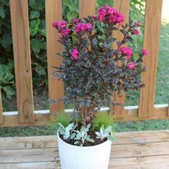 Black Diamond® Crape Myrtle - Mystic Magenta™ 8 Black Diamond® Crape Myrtle - Mystic Magenta™ -Nature Grove Shop Black Diamon Magestic magenta Crape Myrtle 1