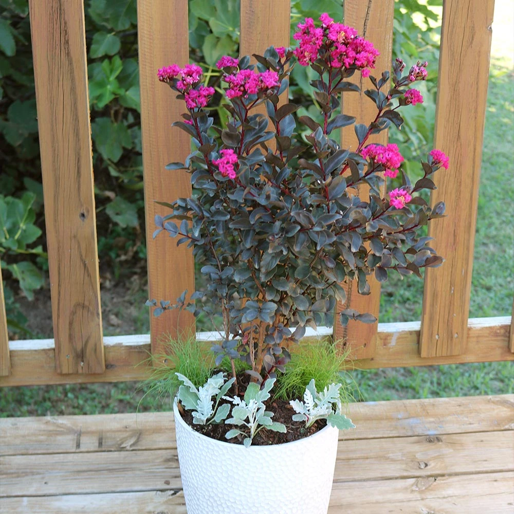 Black Diamond® Crape Myrtle - Mystic Magenta™ 5 Black Diamond® Crape Myrtle - Mystic Magenta™ - Image 3