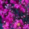 Black Diamond® Crape Myrtle - Mystic Magenta™ 1 Black Diamond® Crape Myrtle - Mystic Magenta™ -Nature Grove Shop Black Diamon Magestic magenta Crape Myrtle 600x600 703dbfb4 ff0a 40c3 b862 7837c7afa96a