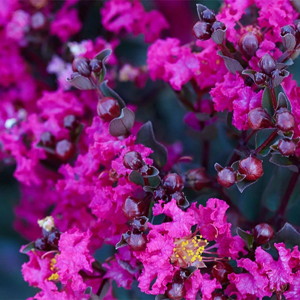 Black Diamond® Crape Myrtle - Mystic Magenta™ 3 Black Diamond® Crape Myrtle - Mystic Magenta™