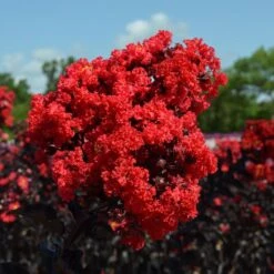 Black Diamond® Crape Myrtle - Best Red™ -Nature Grove Shop Black Diamond Crape Myrtle 3 FGT