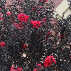 Black Diamond® Crape Myrtle - Best Red™ -Nature Grove Shop Black Diamond Crape Myrtle 6 FGT