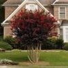 Black Diamond® Crape Myrtle - Best Red™ -Nature Grove Shop Black Diamond Crape Myrtle FGT 600x600 ebd6e947 06c8 47e3 8d58 bdd0b8f08ce1
