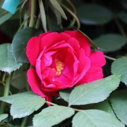 Blaze Improved Climbing Rose 8 Blaze Improved Climbing Rose -Nature Grove Shop Blaze Improved Rose 3 FGT