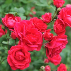 Blaze Improved Climbing Rose 9 Blaze Improved Climbing Rose -Nature Grove Shop Blaze Improved Rose 5 FGT