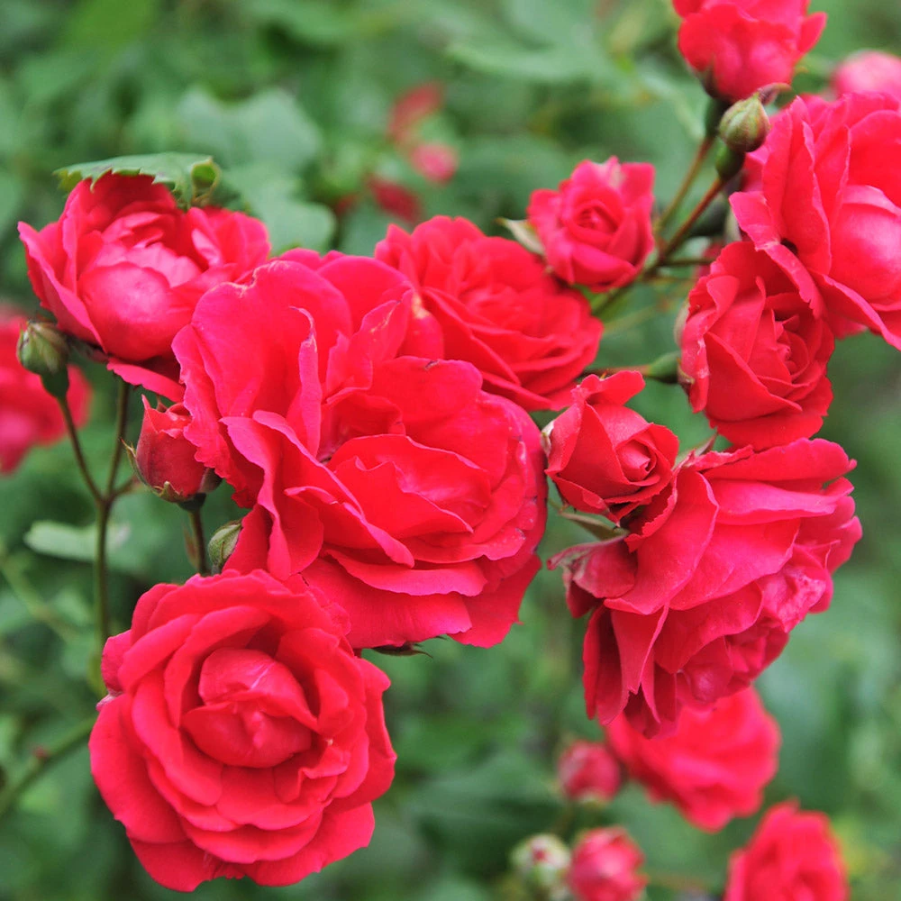 Blaze Improved Climbing Rose 6 Blaze Improved Climbing Rose - Image 4