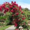 Blaze Improved Climbing Rose -Nature Grove Shop Blaze Improved Rose FGT 600x600 b2fbfbe8 bbd0 4985 ace0 aacc40d6061d