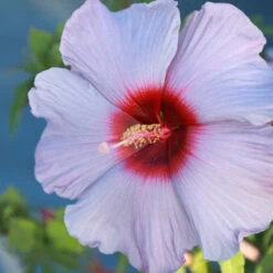 Summer Spice® Hardy Hibiscus Bleu Brulee™ -Nature Grove Shop Bleu Brulee Hibiscus 1