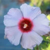 Summer Spice® Hardy Hibiscus Bleu Brulee™ -Nature Grove Shop Bleu Brulee Hibiscus 600x600 6bdbba94 4b1f 4e90 b72d 72a14608d63d