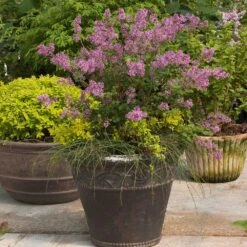 Bloomerang® Lilac Shrub -Nature Grove Shop Bloomerang Lilac Shrub 1