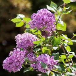 Bloomerang® Lilac Shrub -Nature Grove Shop Bloomerang Lilac Shrub 2