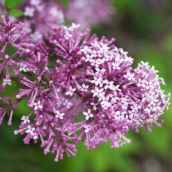 Bloomerang® Lilac Tree 8 Bloomerang® Lilac Tree -Nature Grove Shop Bloomerang Lilac Shrub 5 FGT 0736f998 d271 49c8 b6f9 c5a804ca9df7