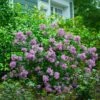 Bloomerang® Lilac Shrub -Nature Grove Shop Bloomerang Lilac Shrub 600x600 fbcbaec1 7351 48c4 b56f 15f2756df306