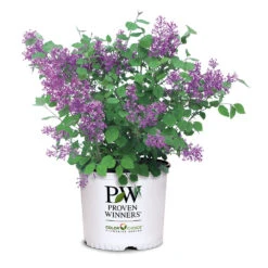 Bloomerang® Lilac Shrub -Nature Grove Shop Bloomerang Lilac Shrub 7 3G