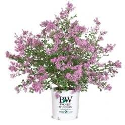 Bloomerang® Lilac Shrub -Nature Grove Shop Bloomerang Lilac Shrub 8 5G