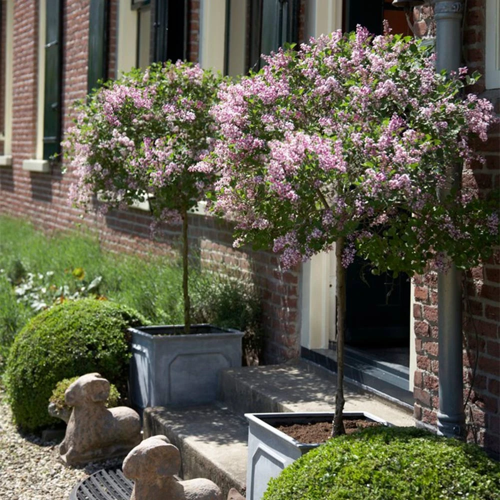 Bloomerang® Lilac Tree 4 Bloomerang® Lilac Tree - Image 2