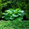 Blue Angel Hosta Plant -Nature Grove Shop Blue Angel Hosta 600x600 c349caf2 e25e 4262 96b4 e4d84f0e56db