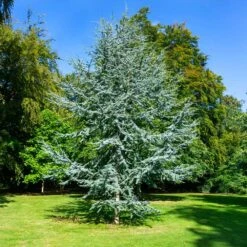 Blue Atlas Cedar Tree -Nature Grove Shop Blue Atlas Cedar 2