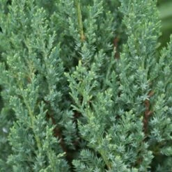 Blue Point Juniper 9 Blue Point Juniper -Nature Grove Shop Blue Point Juniper 3