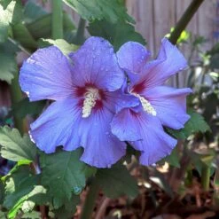 Azurri Blue Satin® Rose Of Sharon Althea Tree -Nature Grove Shop Blue Satin Rose Of Sharon Tree 2