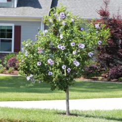 Azurri Blue Satin® Rose Of Sharon Althea Tree -Nature Grove Shop Blue Satin Rose Of Sharon Tree 3