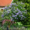 Azurri Blue Satin® Rose Of Sharon Althea Tree -Nature Grove Shop Blue Satin Rose Of Sharon Tree 600x600 60de359b badf 4160 8f5d 202267acab41