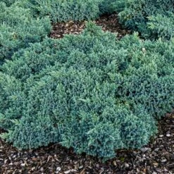 Blue Star Juniper Shrub 11 Blue Star Juniper Shrub -Nature Grove Shop Blue Star Juniper 4