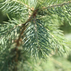 Blue Wonder Spruce Tree -Nature Grove Shop Blue Wonder Spruce 3 FGT