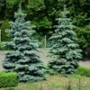 Blue Wonder Spruce Tree 2 Blue Wonder Spruce Tree -Nature Grove Shop Blue Wonder Spruce 600x600 26193ce5 cb4c 4e46 8366 037a0a8f601d