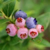 3-in-1 Blueberry Bush 1 3-in-1 Blueberry Bush -Nature Grove Shop Blueberry 3in1 600x600 1aa08fd7 bd51 41f6 bac0 a9579467c982