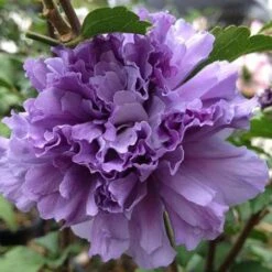 Blueberry Smoothie™ Rose Of Sharon Althea Tree -Nature Grove Shop Blueberry Smoothie Althea 1