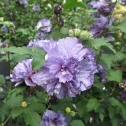 Blueberry Smoothie™ Rose Of Sharon Althea Tree