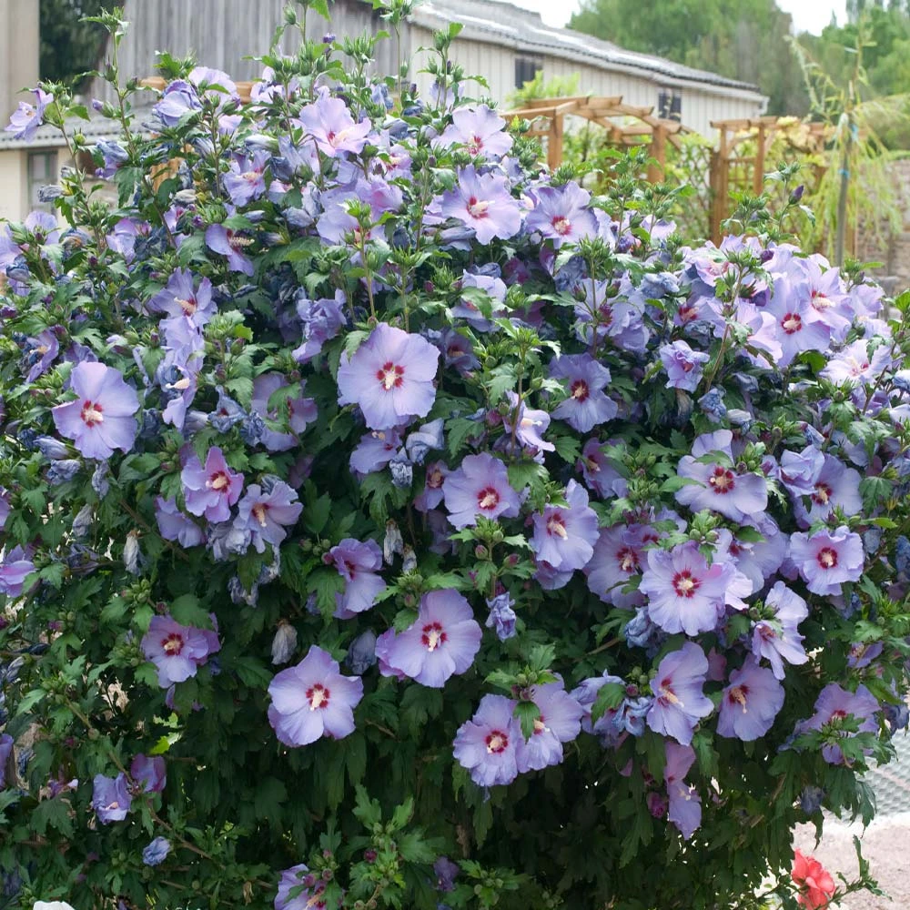 Bluebird Rose Of Sharon Hibiscus Shrub 4 Bluebird Rose Of Sharon Hibiscus Shrub - Image 2