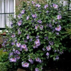 Bluebird Rose Of Sharon Hibiscus Shrub 7 Bluebird Rose Of Sharon Hibiscus Shrub -Nature Grove Shop Bluebird Hibiscus 2