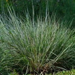 Blues Little Bluestem Grass 9 Blues Little Bluestem Grass -Nature Grove Shop Bluestem Grass The Blues 4