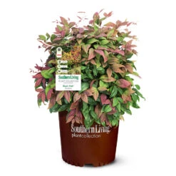 Blush Pink™ Nandina Shrub 13 Blush Pink™ Nandina Shrub -Nature Grove Shop Blush Pink Nandina 6