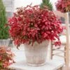 Blush Pink™ Nandina Shrub -Nature Grove Shop Blush Pink Nandina 600x600 60ae8e3f f699 4fdc aa60 41bdb9f2debf