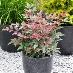Blush Pink™ Nandina Shrub 11 Blush Pink™ Nandina Shrub -Nature Grove Shop Blush Pink Nandina FGT 5