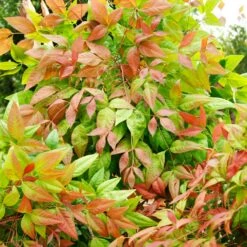 Blush Pink™ Nandina Shrub 14 Blush Pink™ Nandina Shrub -Nature Grove Shop Blush Pink Nandina FGT 6