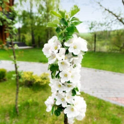 Blushing Delight™ Columnar Apple Tree 10 Blushing Delight™ Columnar Apple Tree -Nature Grove Shop Blushing Delight Columnar Apple 3