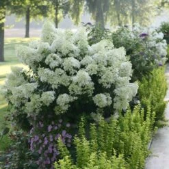 Bobo® Hydrangea Shrub -Nature Grove Shop Bobo Hyrangea 2 FGT