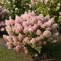 Bobo® Hydrangea Shrub -Nature Grove Shop Bobo Hyrangea 4 FGT