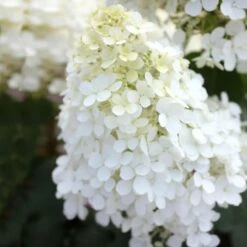 Bobo® Hydrangea Shrub -Nature Grove Shop Bobo Hyrangea 5