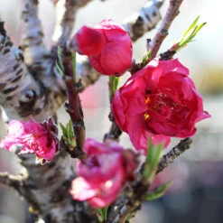 Bonanza Patio Peach Tree -Nature Grove Shop Bonanza Peach tree 4 FGT