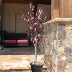 Bonfire Patio Peach Tree -Nature Grove Shop Bonfire Peach 9