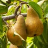 Bosc Pear Tree -Nature Grove Shop Bosc pears 600x600 FGT f3cdc24f 4ee7 4db4 8f17 fc904cf59cd5