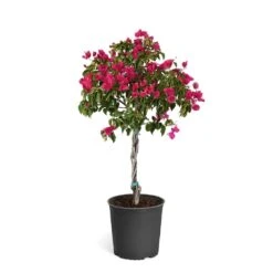 Barbara Karst Bougainvillea 23 Barbara Karst Bougainvillea -Nature Grove Shop Bougainvillea Barbera Karst Tree 46e6ff16 c20a 427c 82cd c6d7d103fd68