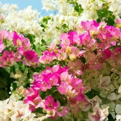 Bi-Color Bougainvillea Tree -Nature Grove Shop Bougainvillea Braided 1
